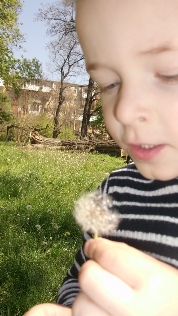 Одуванчики