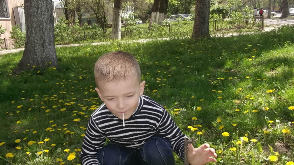 Одуванчики