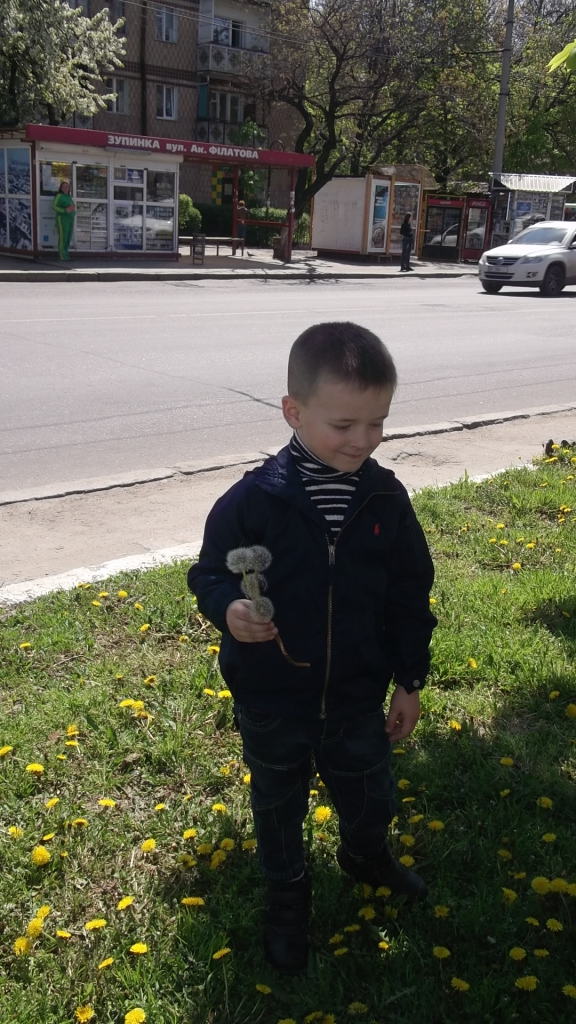 Одуванчики